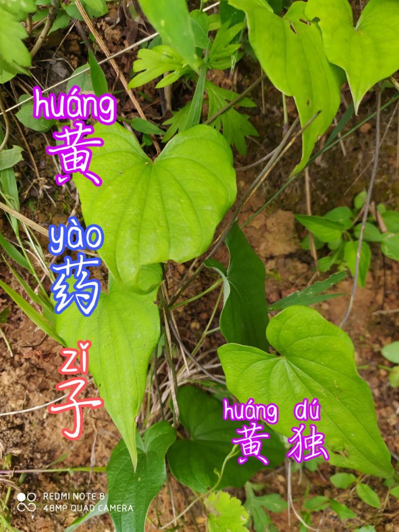 贵州毕节古夜郎大地野生中药材黄独黄药子