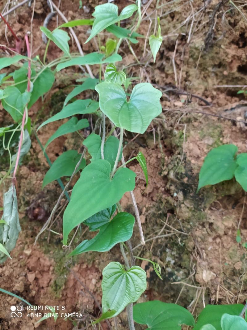 贵州毕节古夜郎大地野生中药材黄独黄药子