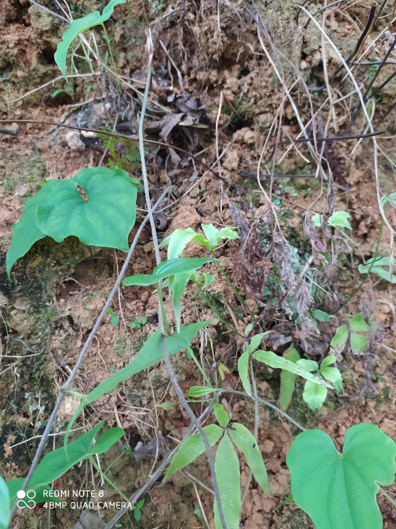 贵州毕节古夜郎大地野生中药材黄独黄药子