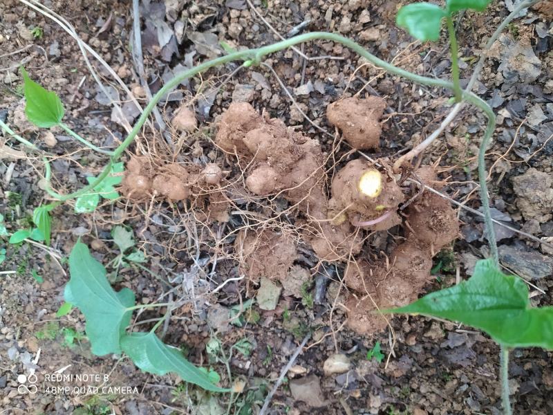 贵州毕节古夜郎大地野生中药材黄独黄药子