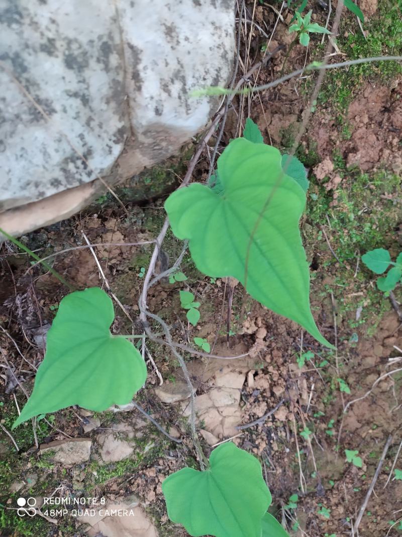 贵州毕节古夜郎大地野生中药材黄独黄药子