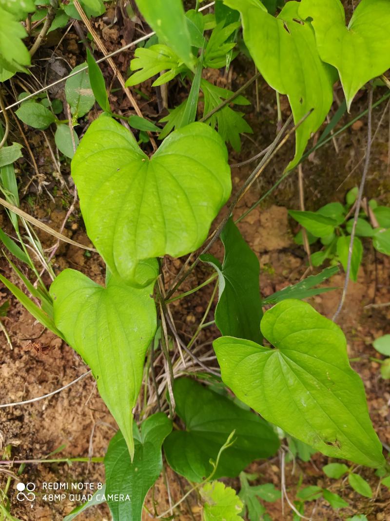 贵州毕节古夜郎大地野生中药材黄独黄药子