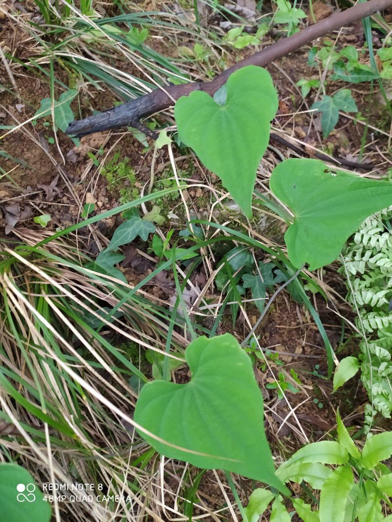 贵州毕节古夜郎大地野生中药材黄独黄药子