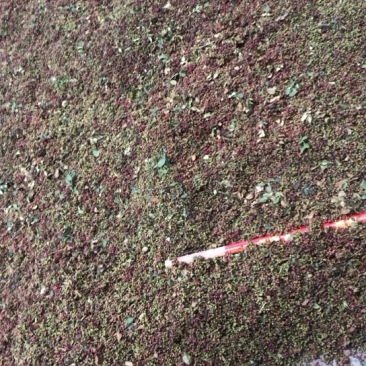 四川干花椒