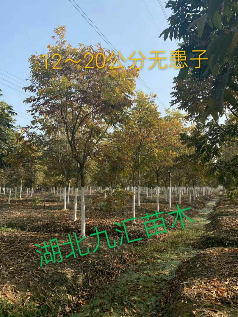 无患子12～20公分全冠