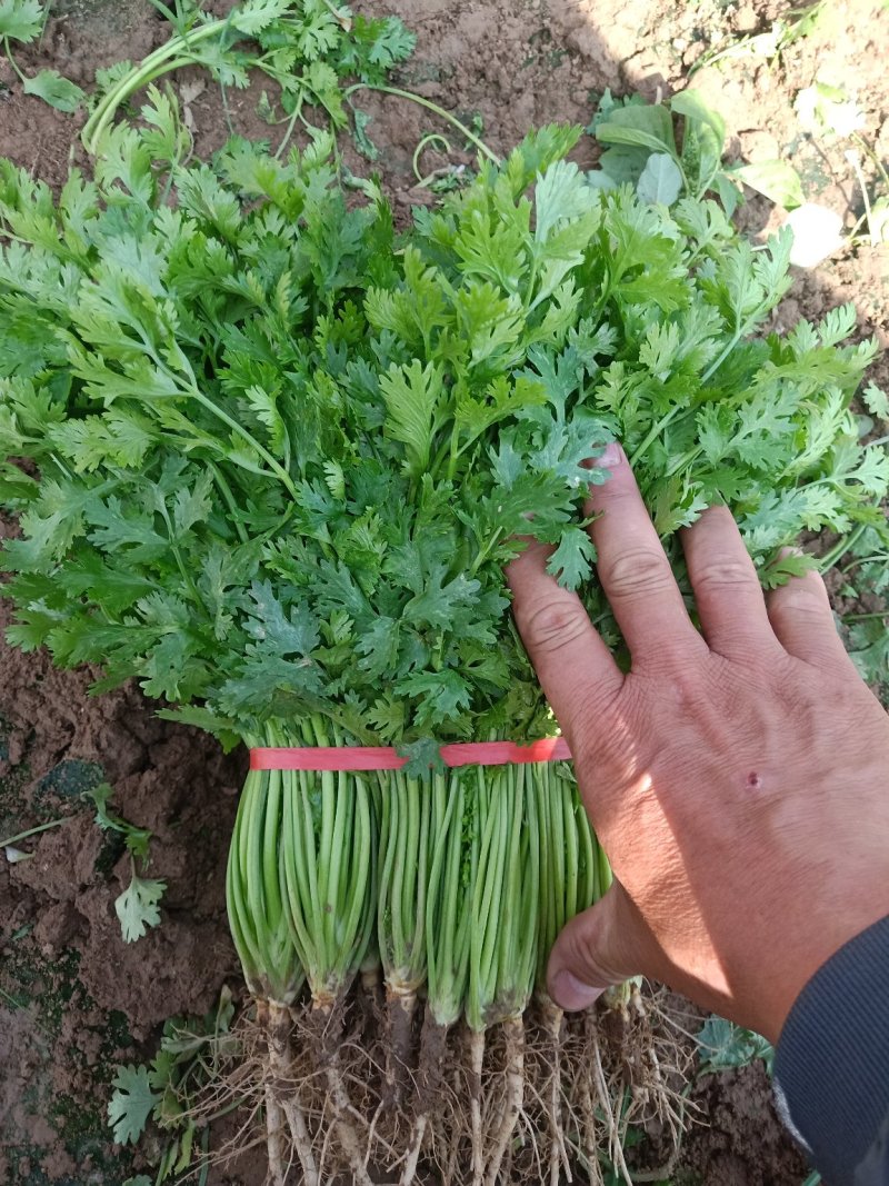 香菜四月十号到十月份都有货