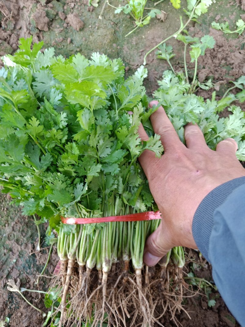 香菜四月十号到十月份都有货