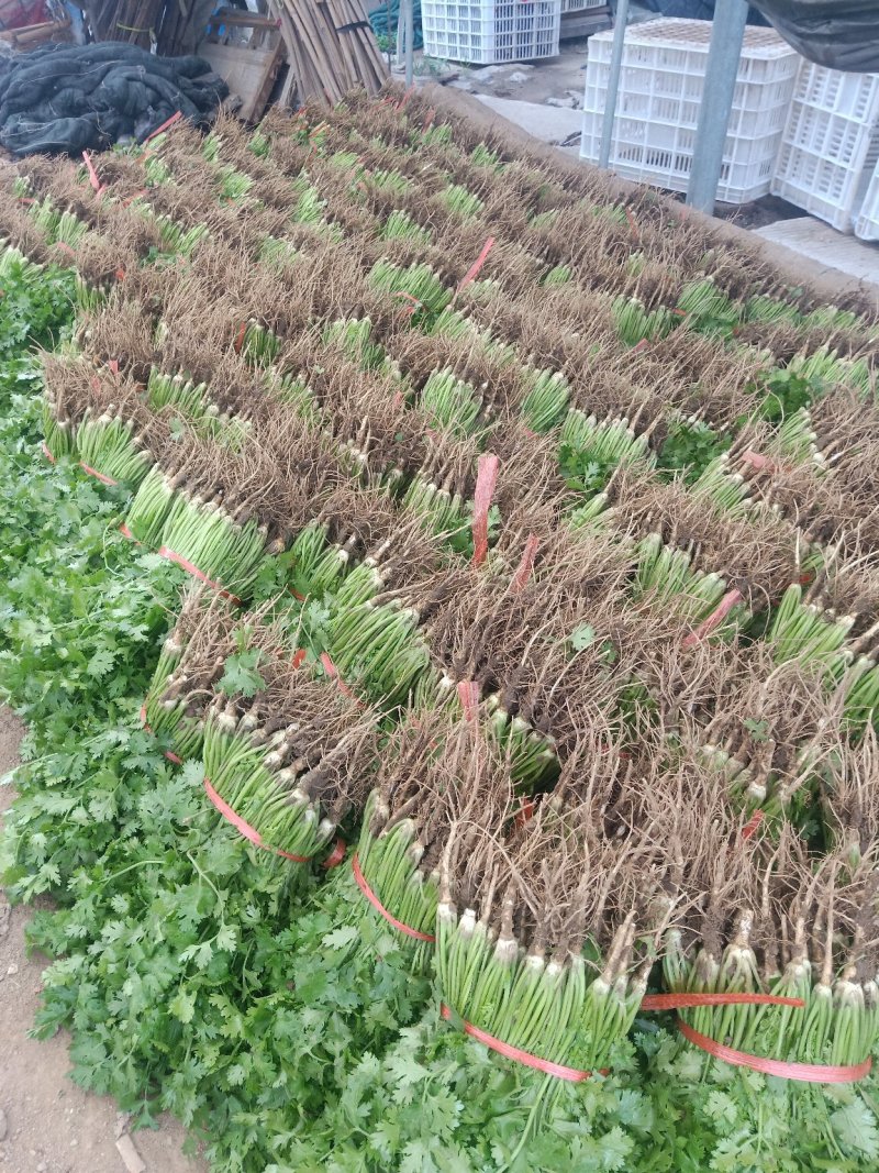香菜四月十号到十月份都有货
