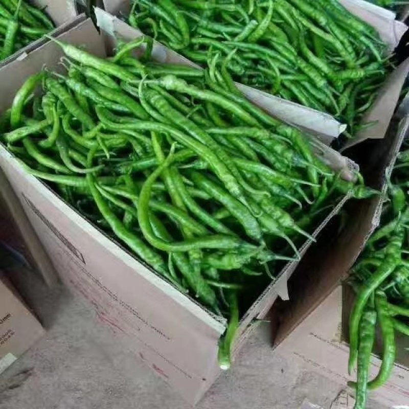 商丘万亩大棚露天线椒大量上市一手货源代办代发全国各地