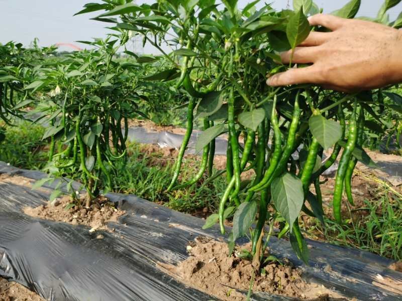 河南鲜辣椒产地直发货源稳定长期有货，南阳辣椒