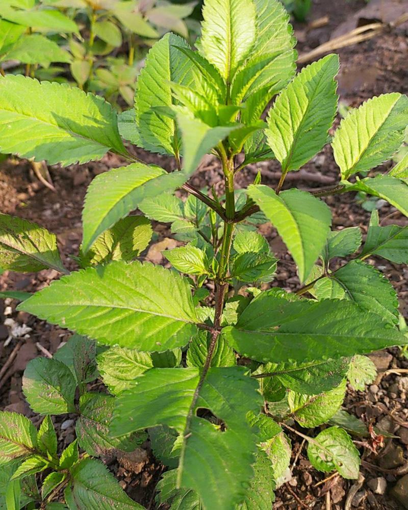 贵州毕节古夜郎大地野生中药材鬼针草一把针