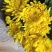 清明节白菊黄菊扫墓祭祀祭奠亲人花鲜花上坟祭祖现采花卉货