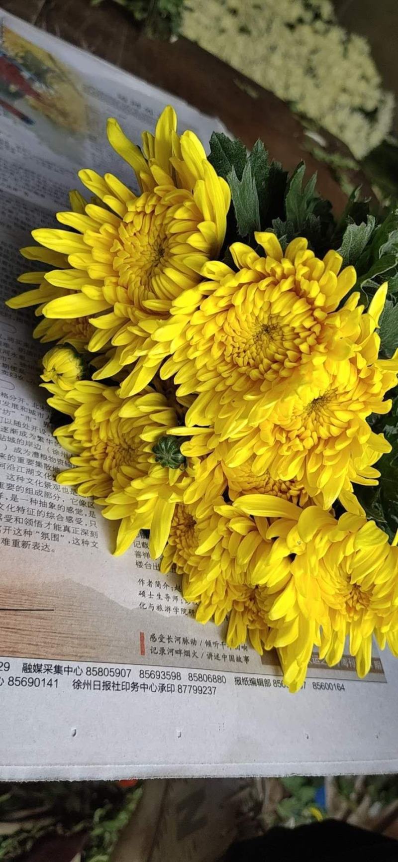 清明节白菊黄菊扫墓祭祀祭奠亲人花鲜花上坟祭祖现采花卉货