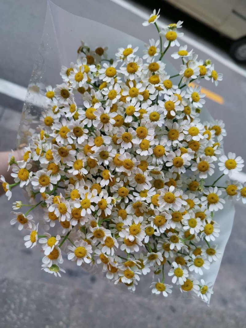洋甘菊鲜花鲜切花批发全国支持在线交易视频看货