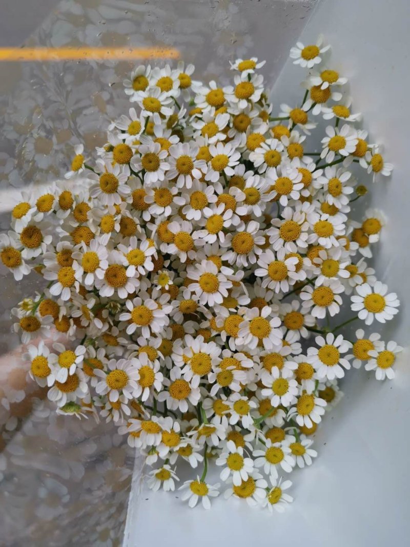 洋甘菊鲜花鲜切花批发全国支持在线交易视频看货
