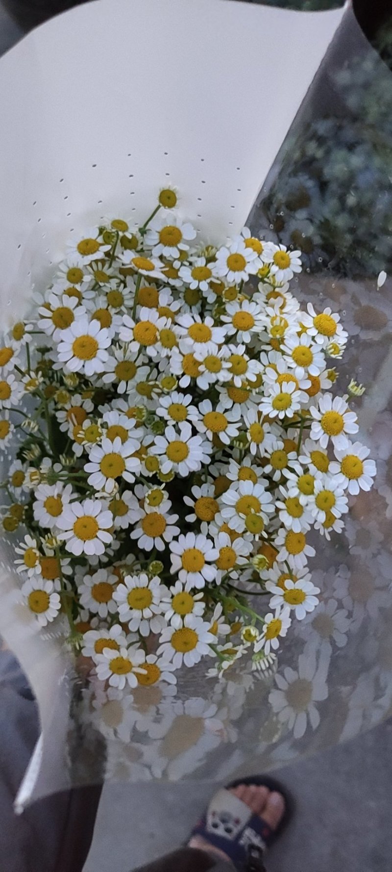 洋甘菊鲜花鲜切花批发全国支持在线交易视频看货