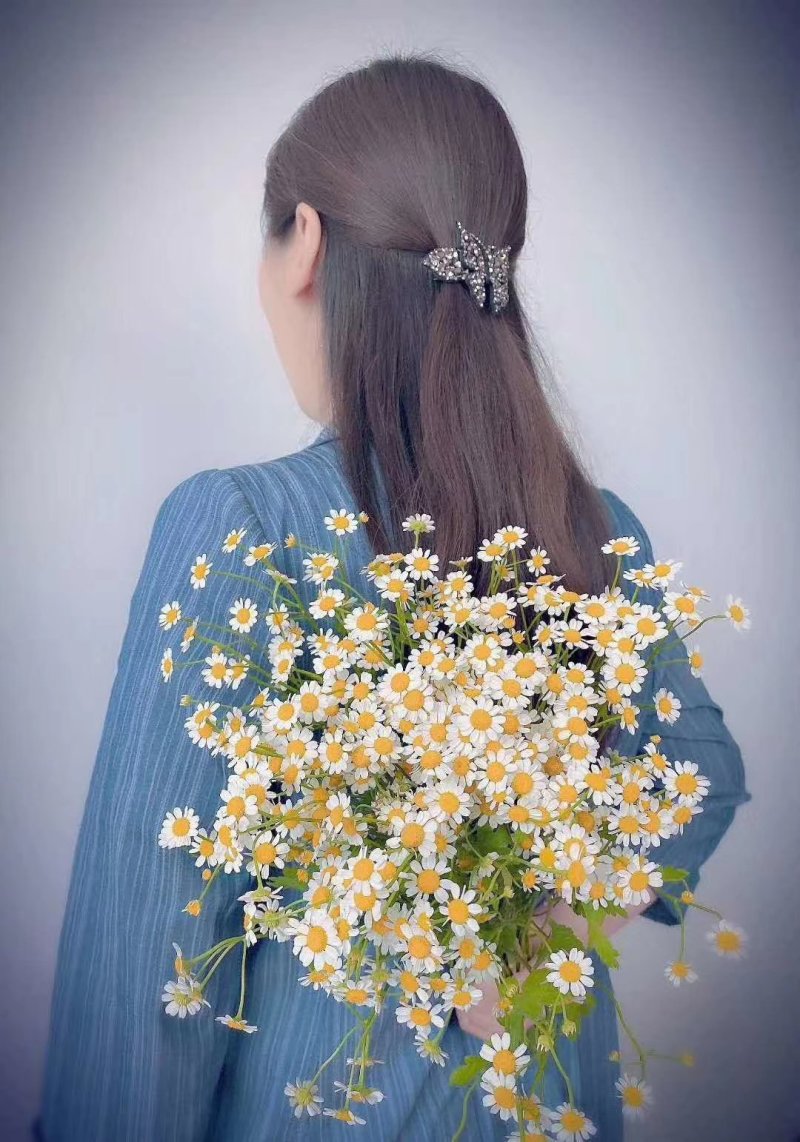 洋甘菊鲜花鲜切花批发全国支持在线交易视频看货