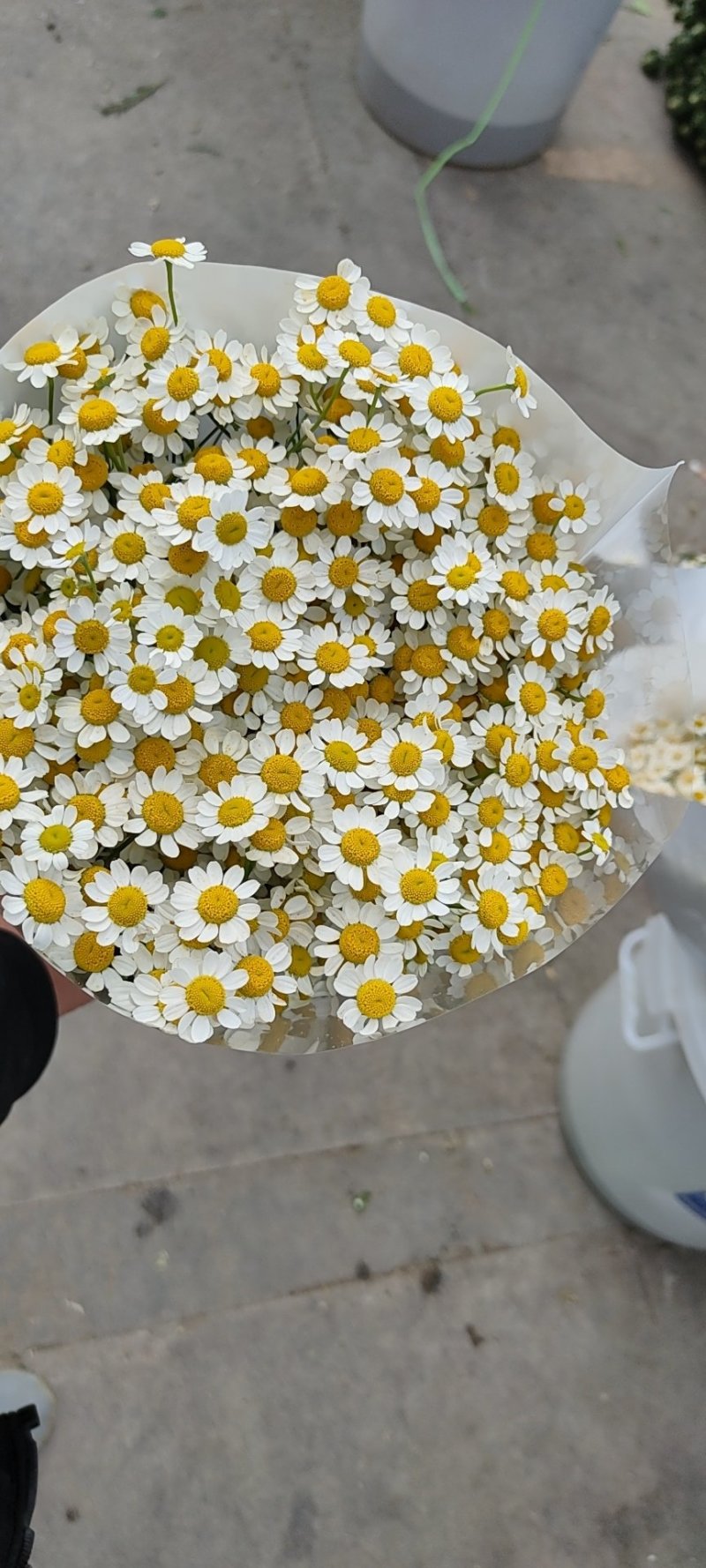 洋甘菊鲜花鲜切花批发全国支持在线交易视频看货