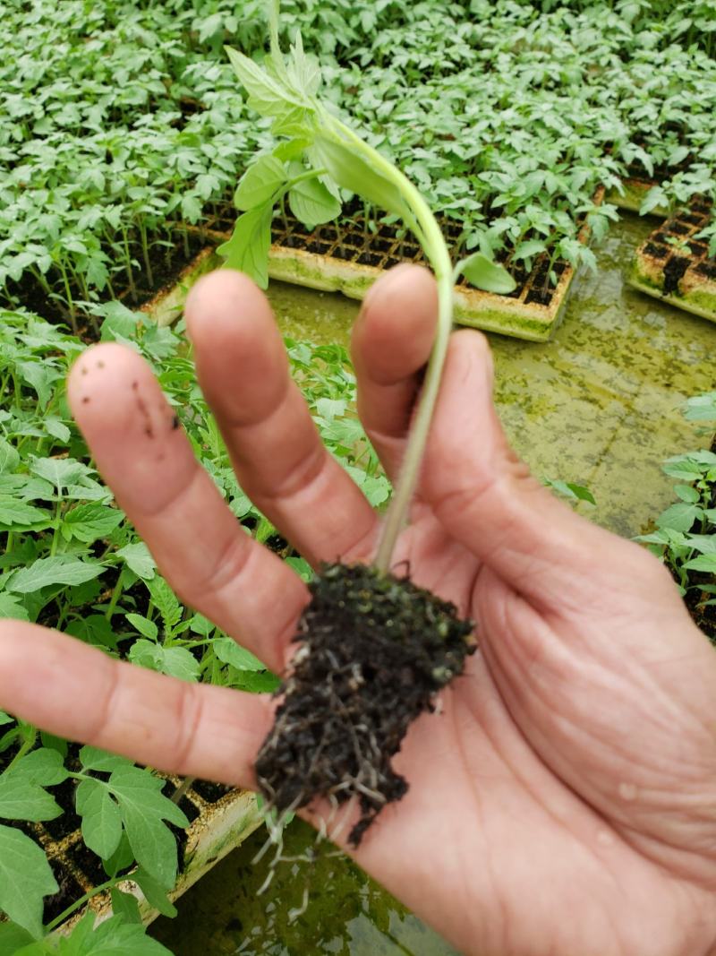 番茄苗