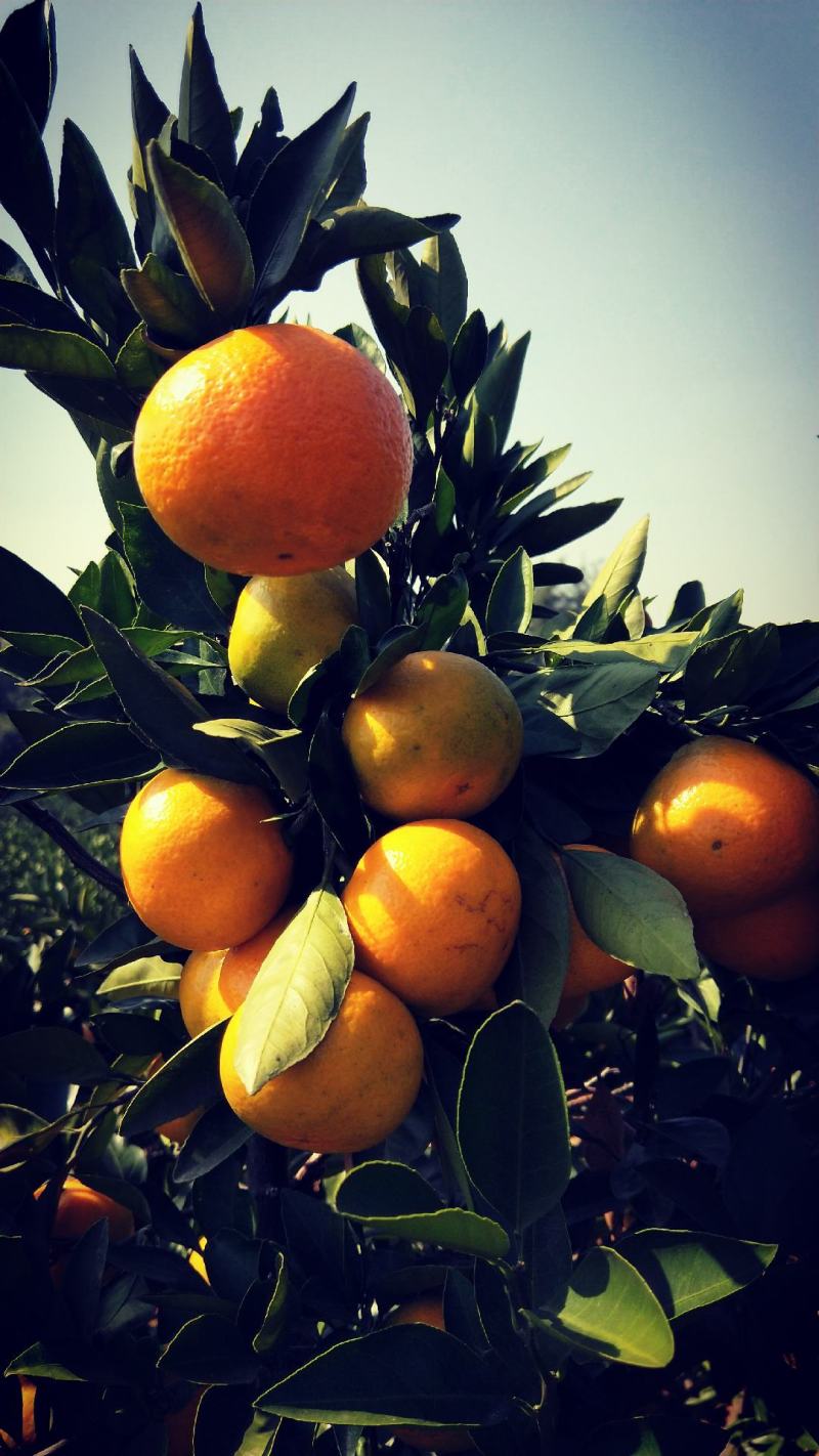 湖北蜜桔品相好，口感甜，皮薄，欢迎新老客户前来采购联系