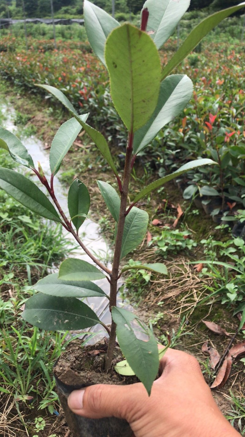 红继木小杯苗农户自铲自销