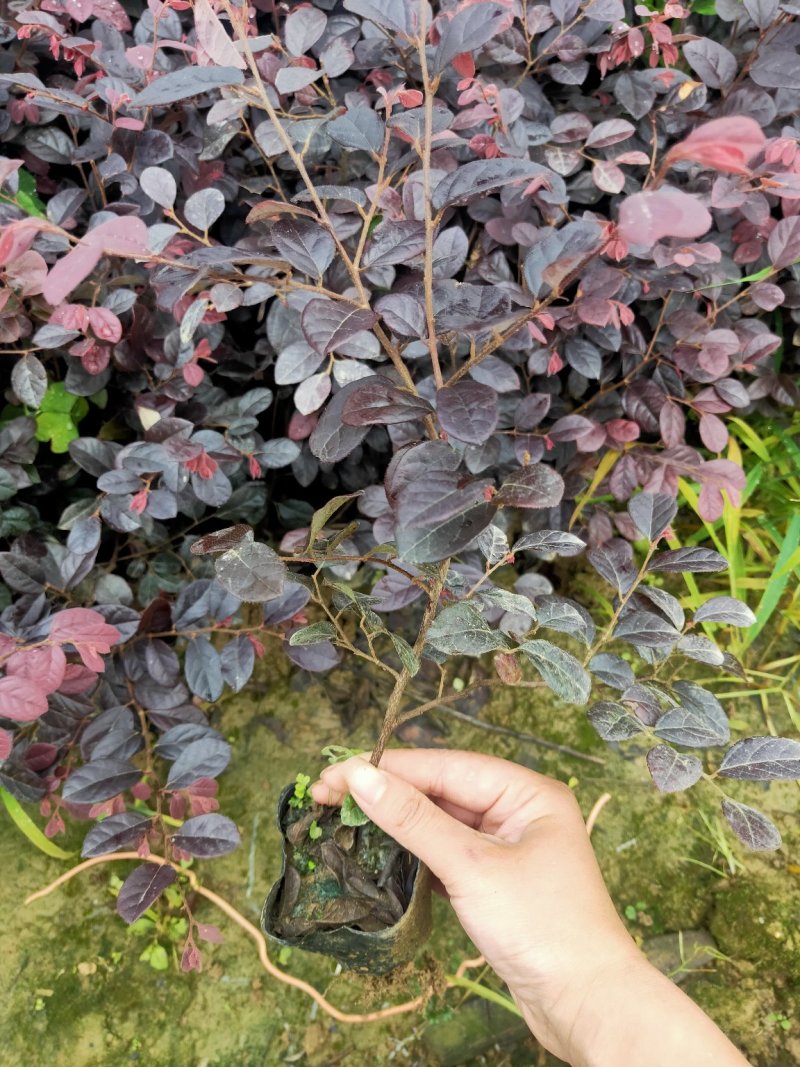 红继木小杯苗农户自铲自销