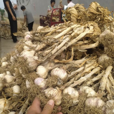 潍坊把子蒜紫皮四六瓣脱毒白都有都可以代收