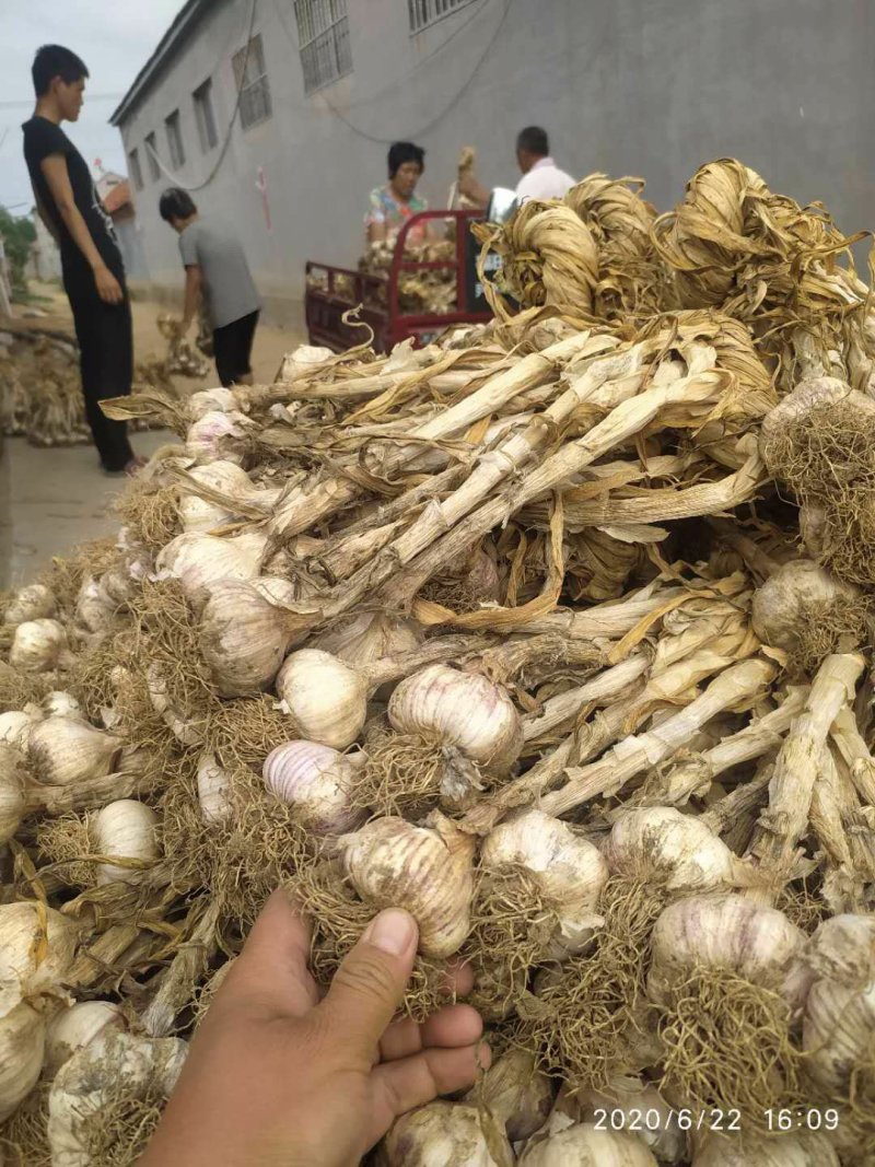 潍坊把子蒜紫皮四六瓣脱毒白都有都可以代收