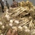 潍坊把子蒜紫皮四六瓣脱毒白都有都可以代收