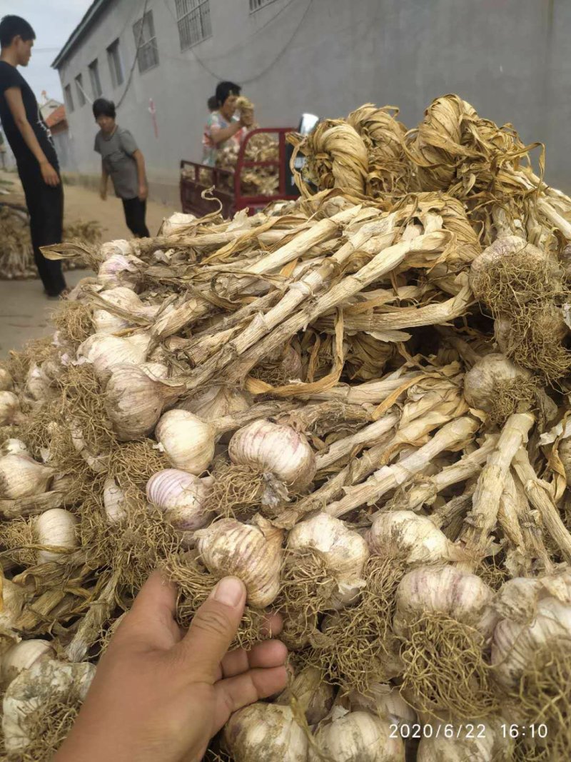 潍坊把子蒜紫皮四六瓣脱毒白都有都可以代收