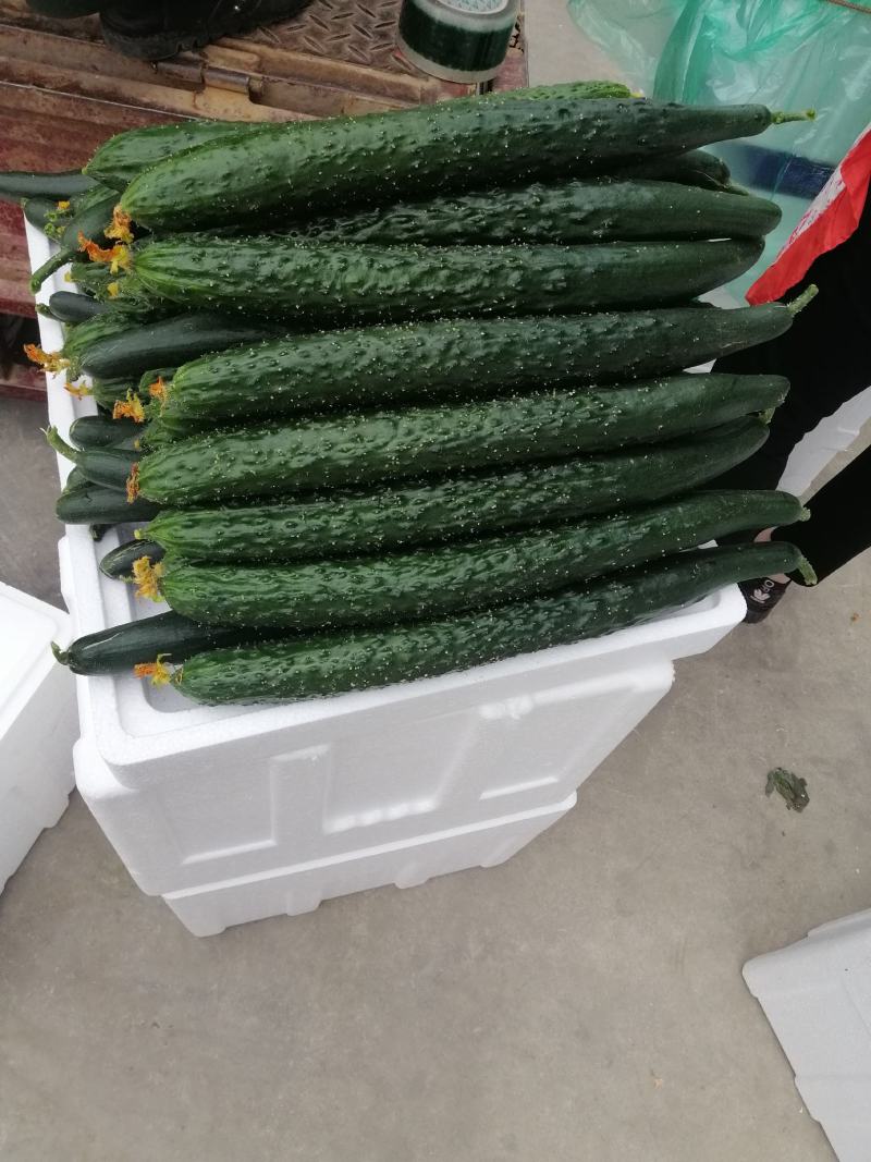 密刺黄瓜山东黄瓜，兰陵黄瓜，精品黄瓜，一手货源质量保证