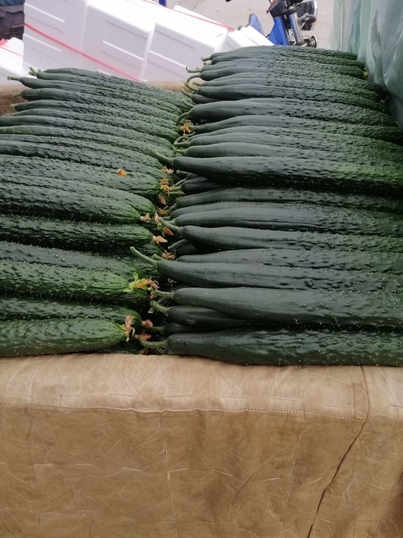 密刺黄瓜山东黄瓜，兰陵黄瓜，精品黄瓜，一手货源质量保证