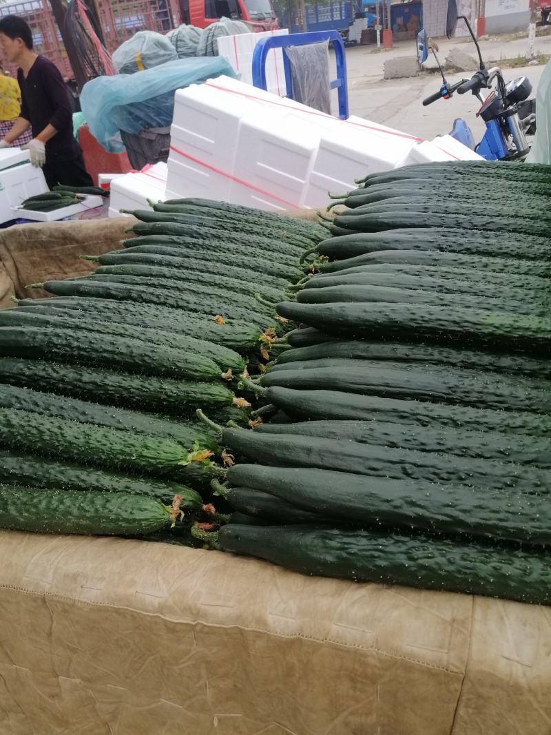 密刺黄瓜山东黄瓜，兰陵黄瓜，精品黄瓜，一手货源质量保证