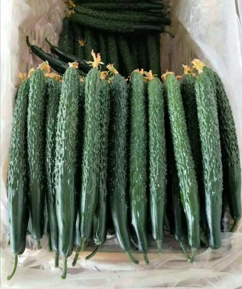 密刺黄瓜山东黄瓜，兰陵黄瓜，精品黄瓜，一手货源质量保证