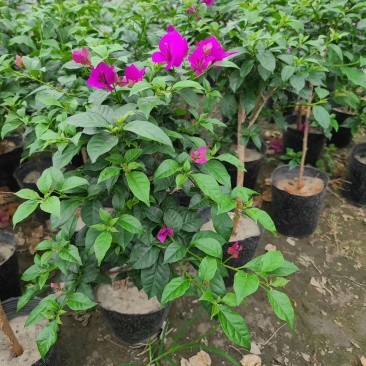 三角梅20杯便宜三角梅紫花三角梅工程苗量大