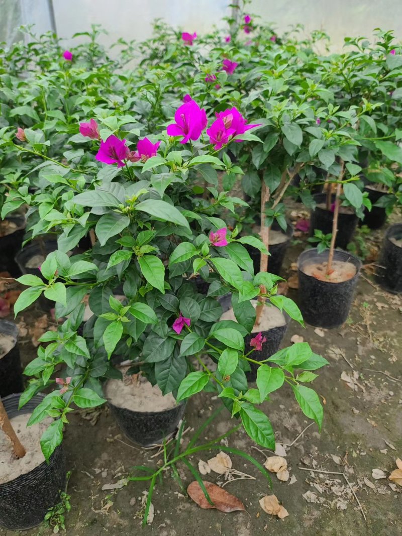 三角梅20杯便宜三角梅紫花三角梅工程苗量大