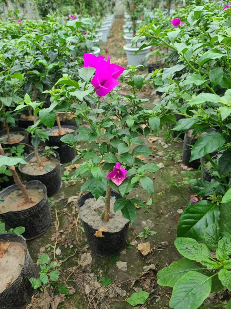 三角梅20杯便宜三角梅紫花三角梅工程苗量大
