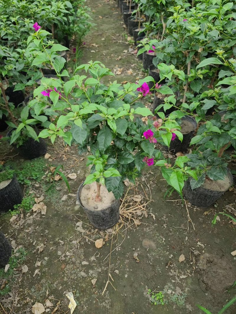 三角梅20杯便宜三角梅紫花三角梅工程苗量大