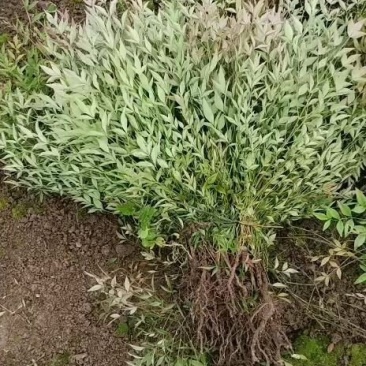 蓝天竹，工程苗木，，