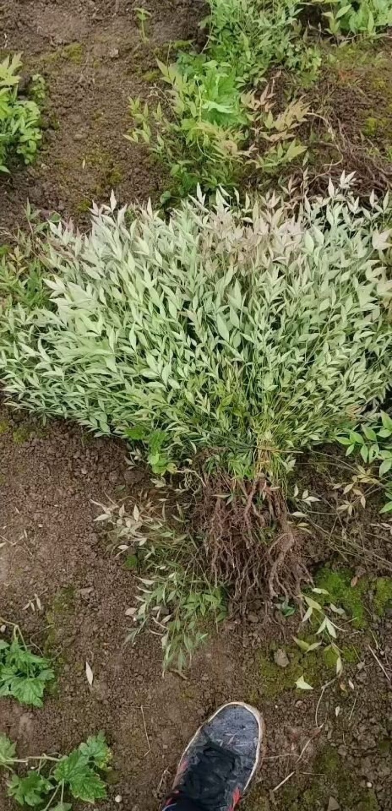 蓝天竹，工程苗木，，