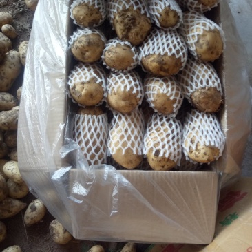 供应辽宁凌海荷兰十五土豆