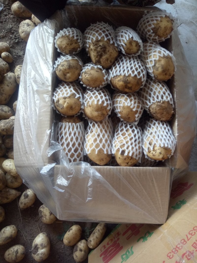 供应辽宁凌海荷兰十五土豆