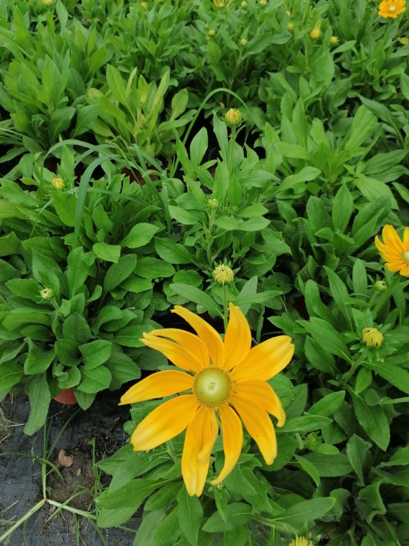 金光菊黄菊花45-55杯苗