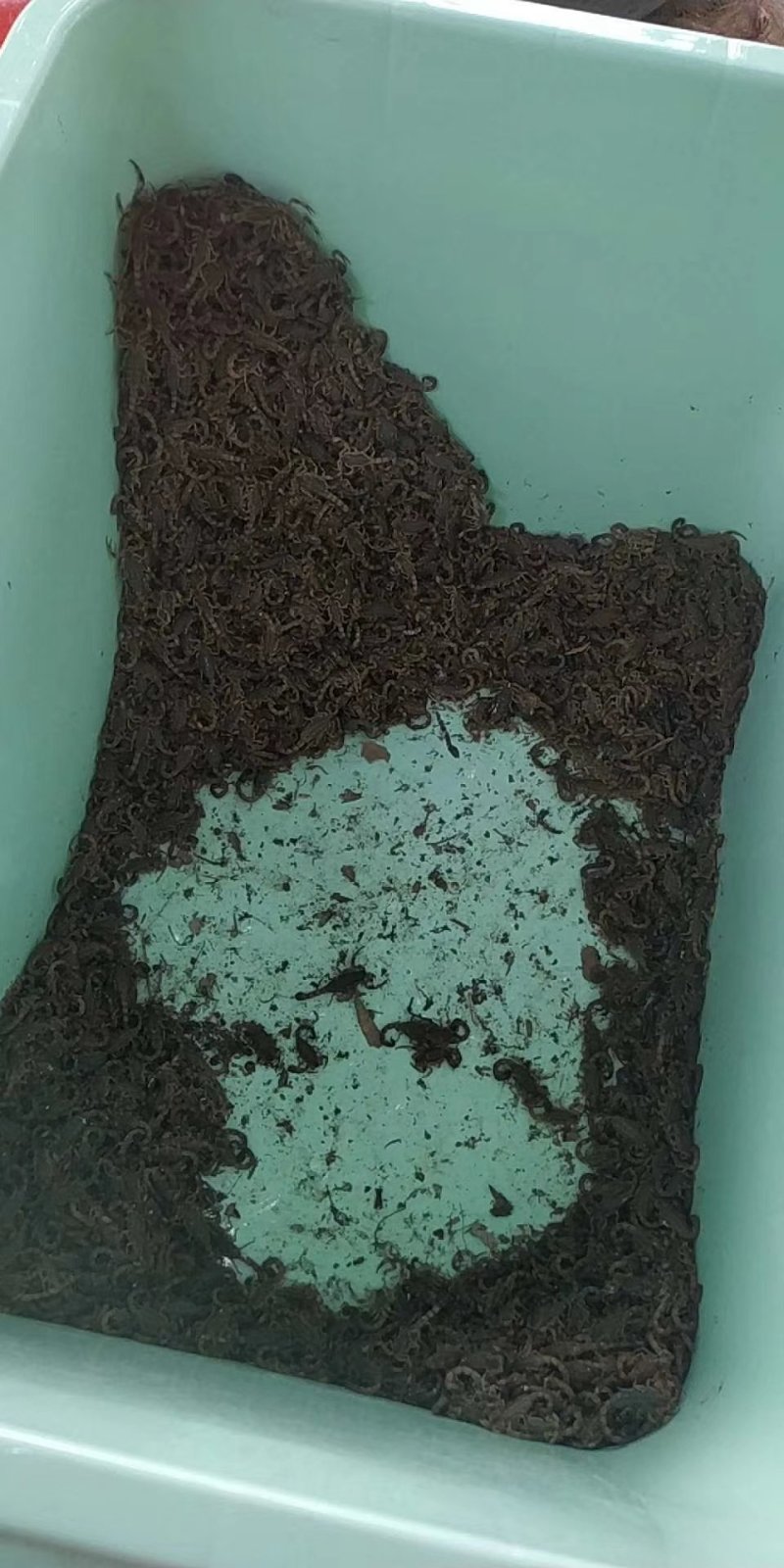 天然蝎子