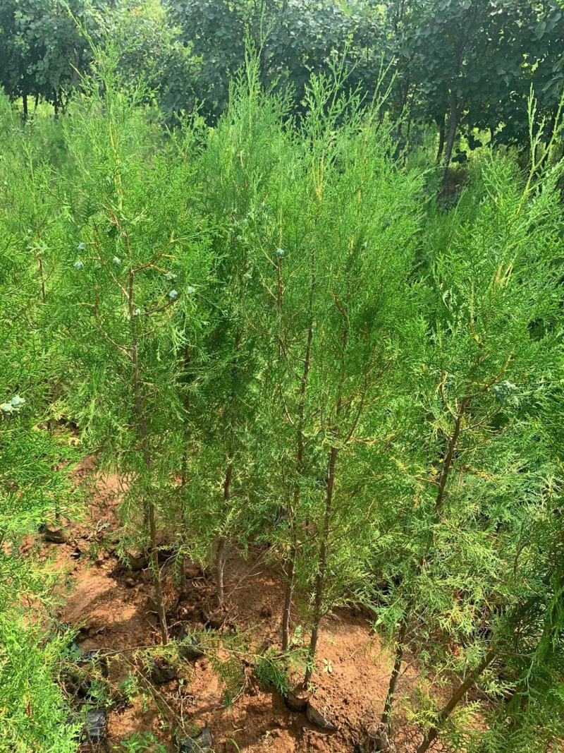 侧柏，基地直销，常年销售各种绿化苗木。