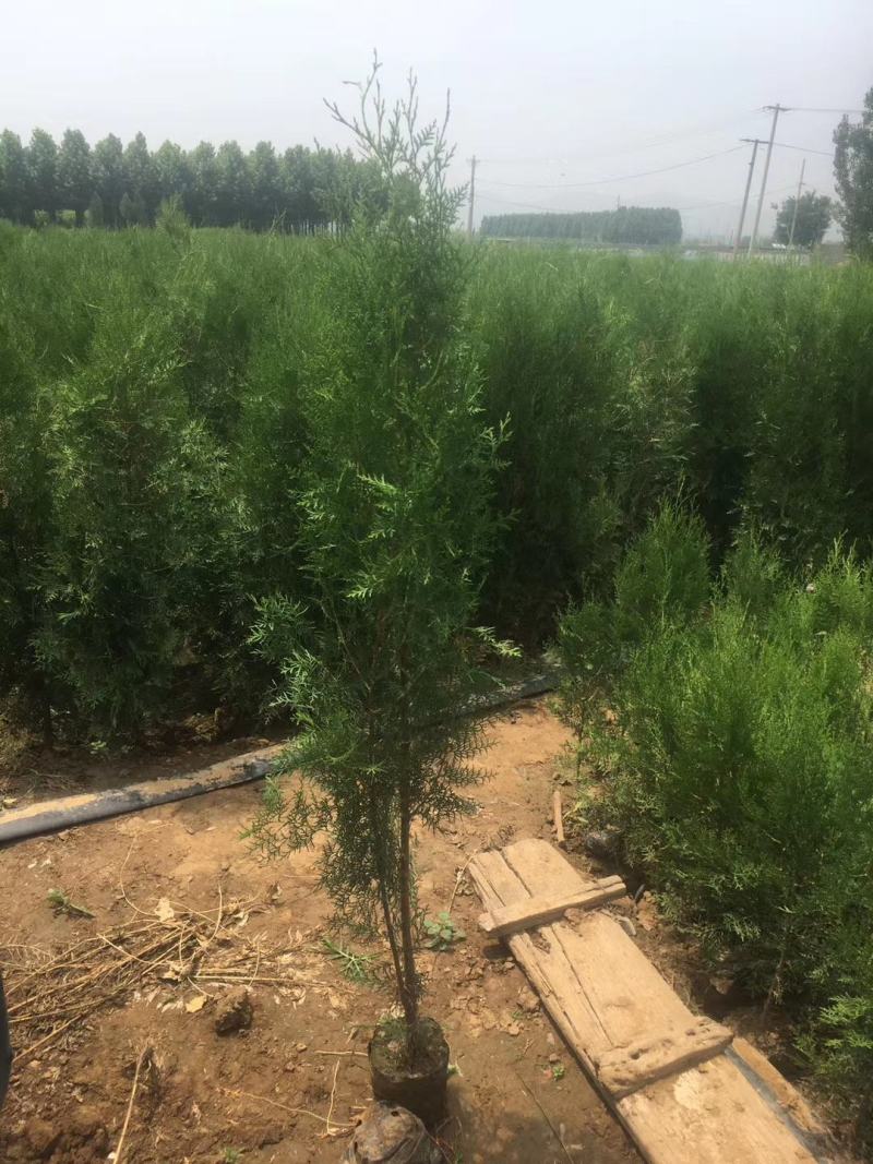 侧柏，基地直销，常年销售各种绿化苗木。