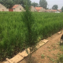 侧柏，基地直销，常年销售各种绿化苗木。
