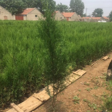 侧柏，基地直销，常年销售各种绿化苗木。