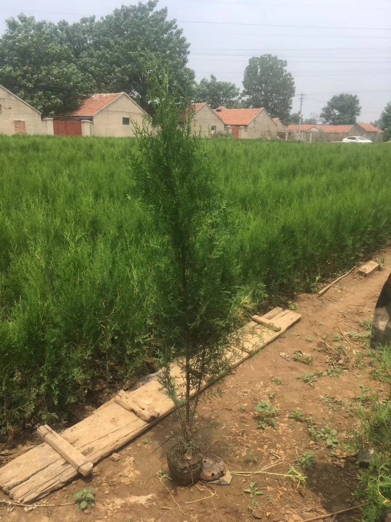侧柏，基地直销，常年销售各种绿化苗木。