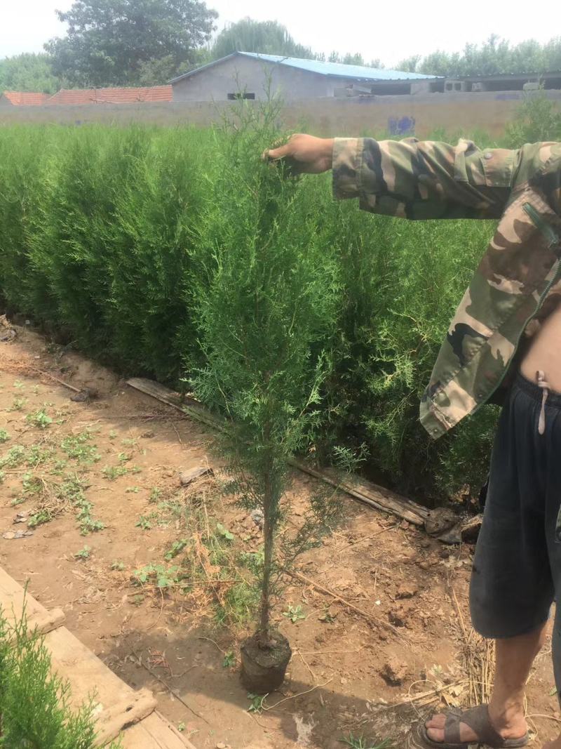 侧柏，基地直销，常年销售各种绿化苗木。